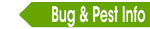 Bugs and Pest Info